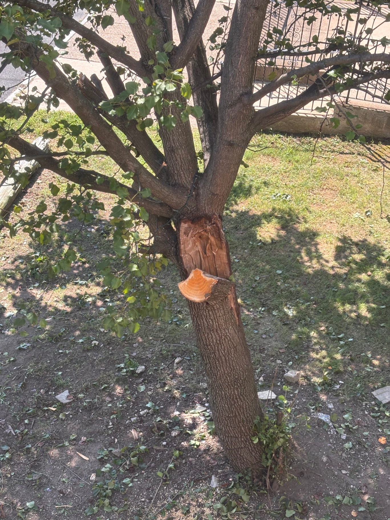 Tree trunk with large limb cut flush at the base